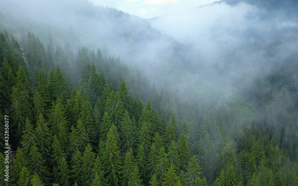 Mist between pine trees. Drone flight in a rainy day between clouds, above the dense and wild spruce woods of Lotru Mountains. Carpathia, Romania
Mist between pine trees. Drone flight in a rainy day between clouds, above the dense and wild spruce woods of Lotru Mountains. Carpathia, Romania