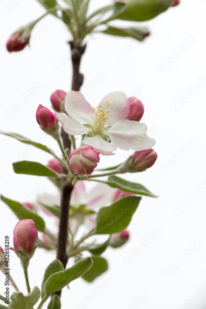 wild apple tree blossoms growing luxuriantly near a creek waterway - cloudy sky - white background