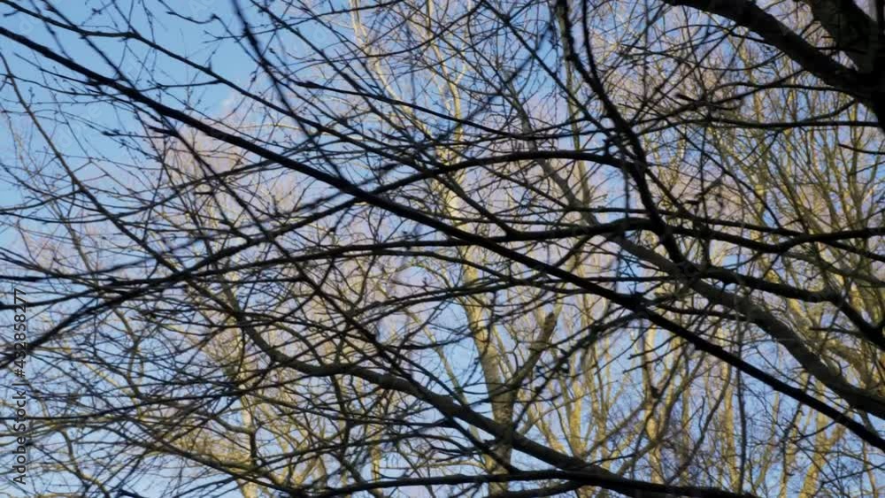 Tracking Shot Looking Up at Woodland Treetops Tracking Shot Looking Up at Woodland Treetops