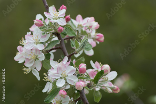 wild apple tree blossoms growing luxuriantly near a creek waterway - cloudy sky - bokeh background