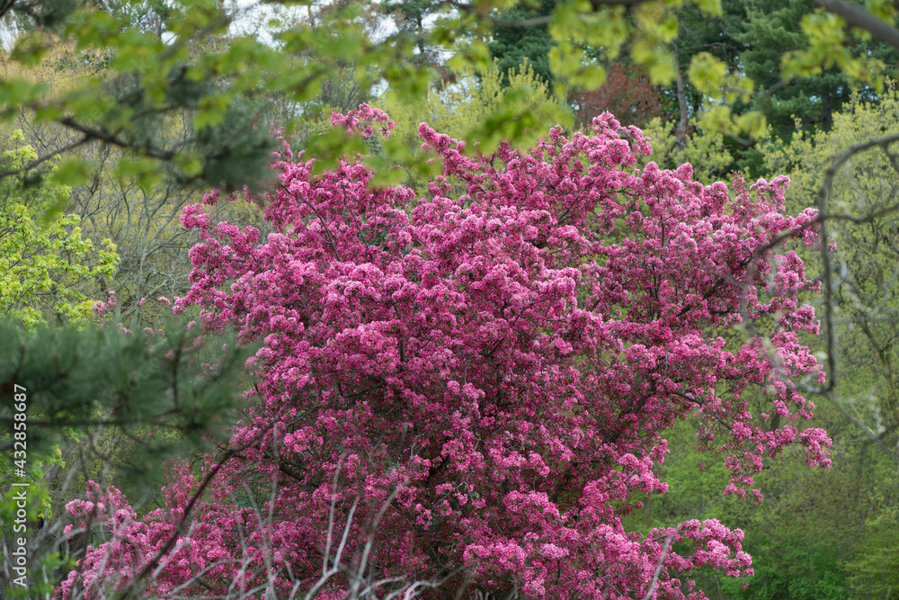 Obraz premium pink crab tree flowers framed by green foliage - abstract composition