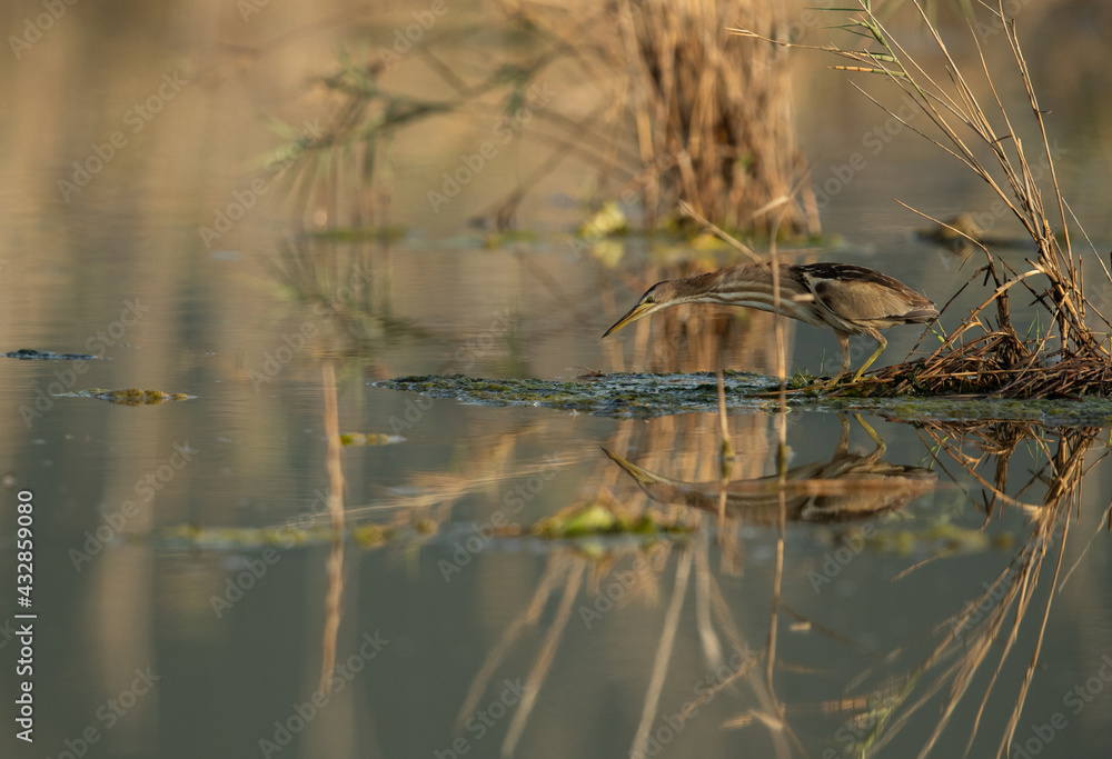 Little Bittern fishing at Asker marsh, Bahrain Little Bittern fishing at Asker marsh, Bahrain