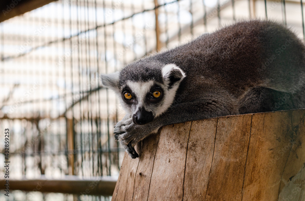 Obraz premium funny lemur lies on a tree stump in the zoo