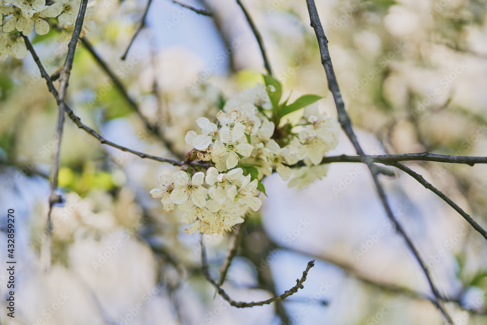 Blooming apple tree. Pink flowers of an apple tree. Blooming apple tree. Pink flowers of an apple tree.