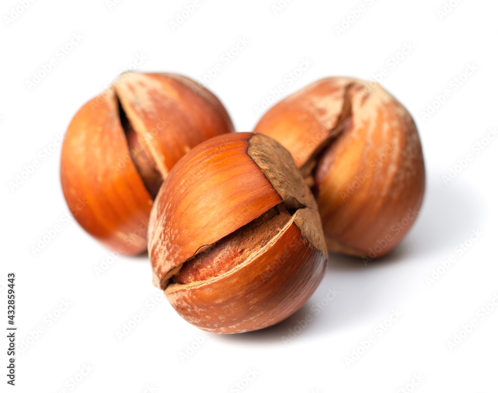 whole hazelnuts isolated on white background whole hazelnuts isolated on white background
