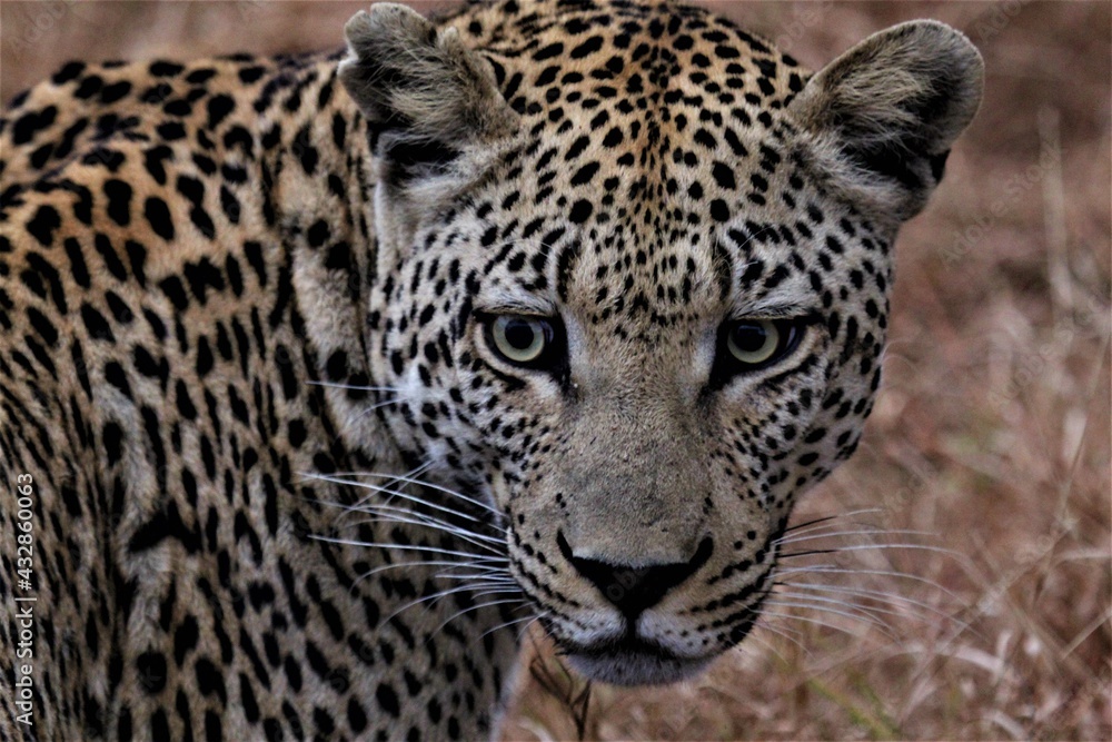 Leopard close up in wild Leopard close up in wild