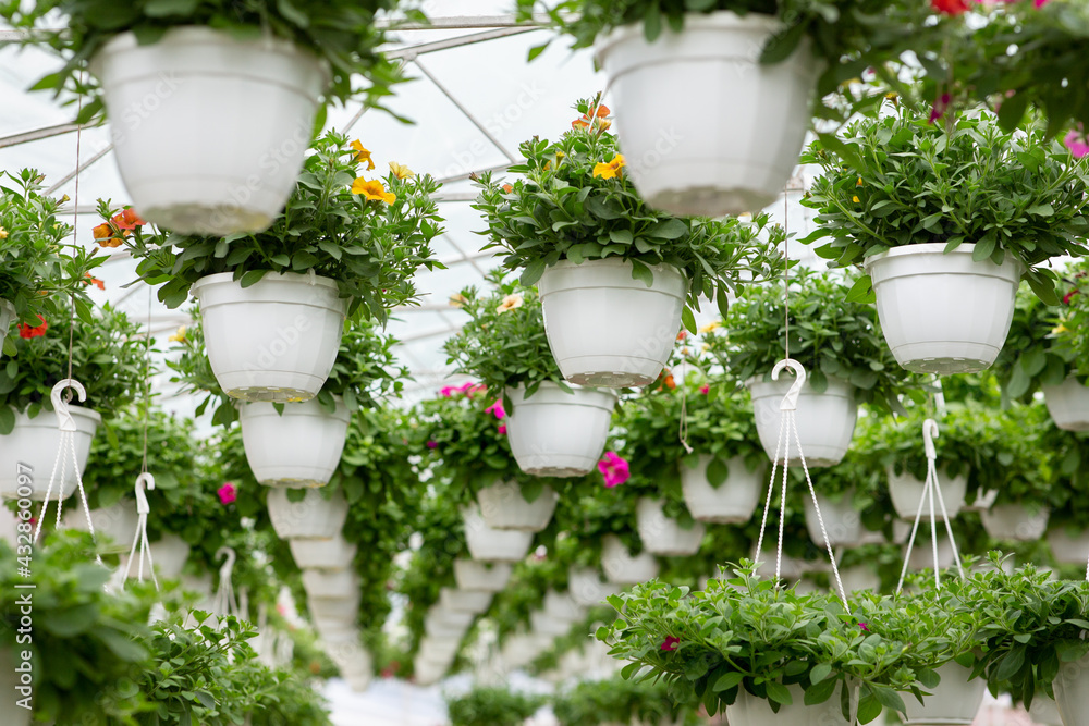 Ornamental flowers in greenhouse and industrial plants for business Ornamental flowers in greenhouse and industrial plants for business
