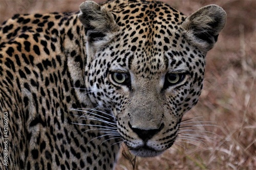 Leopard close up in wild
