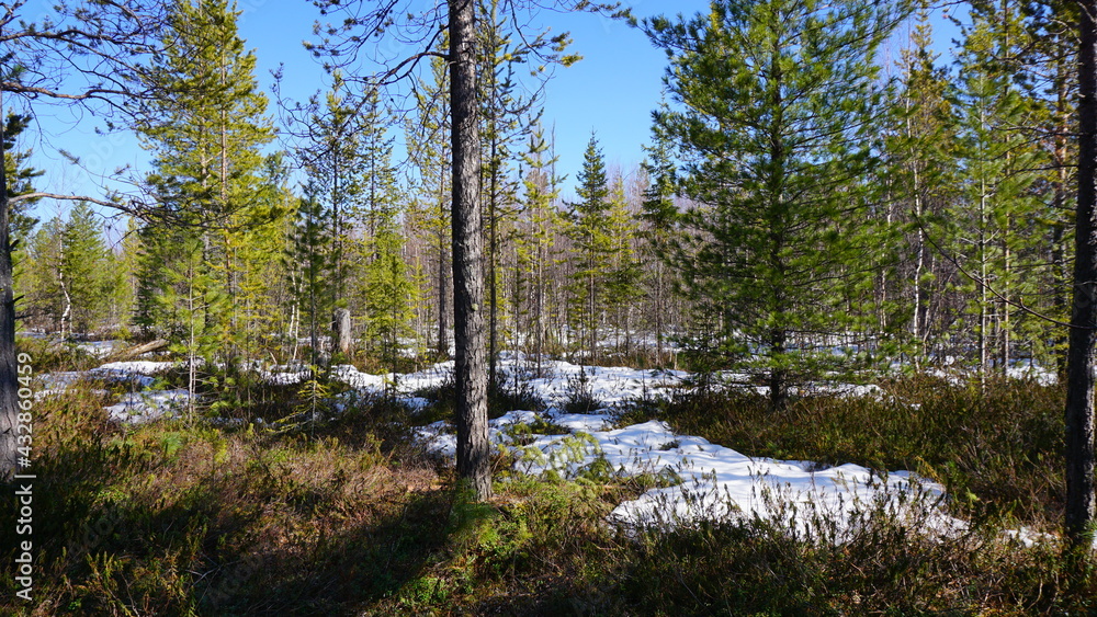 coniferous forest melts snow spring trees spruce pine taiga siberia coniferous forest melts snow spring trees spruce pine taiga siberia