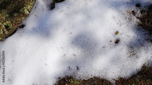 forest melts snow spring snow close up sunny © Алёна Климова