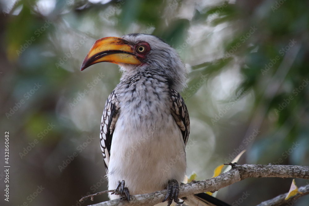 Horn bill Kruger National Park