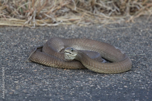 Snake in the road