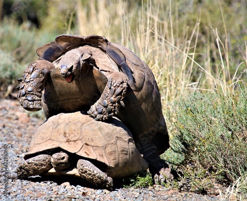 tortoise in the grass