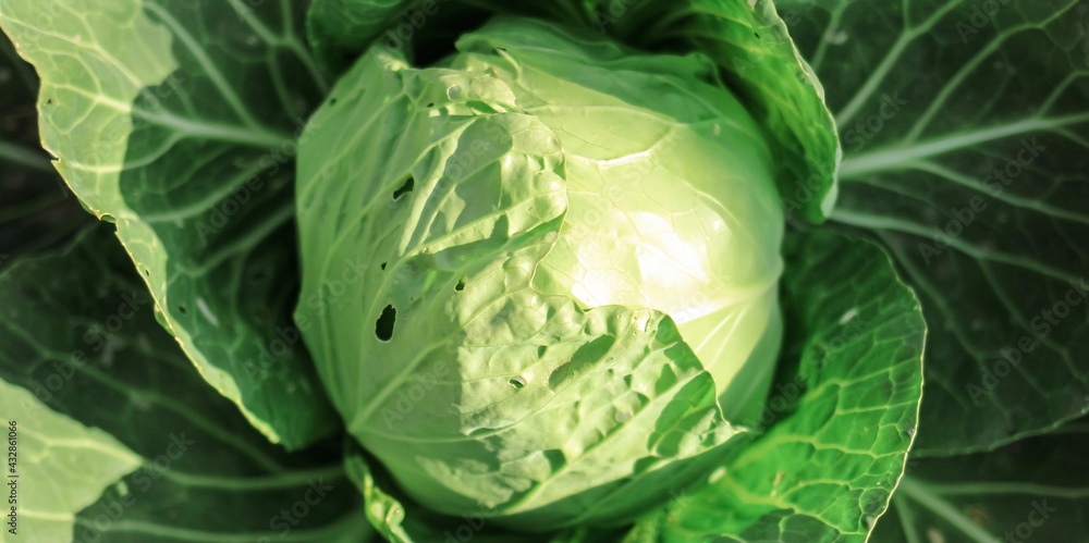 Fototapeta premium Green organic cabbage head close-up. Vegetables cabbage growing in the garden. Summer. autumn harvest, crop. Healthy food. Natural banner.