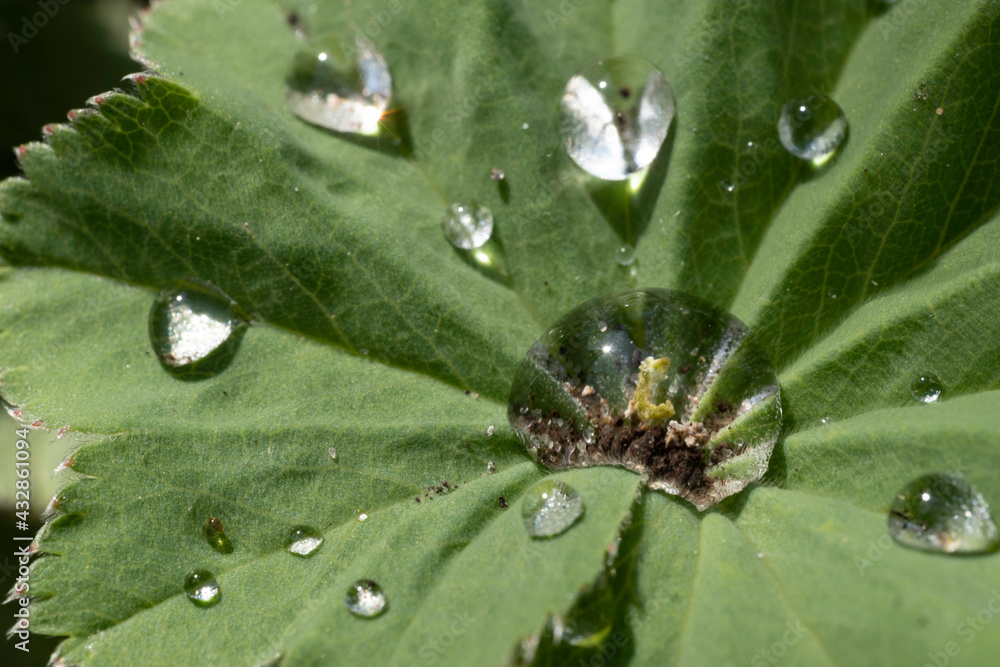 Water drops on the leaf of a Lady's Mantle or Alchemilla mollis. Narrow depth of field. Black background Water drops on the leaf of a Lady's Mantle or Alchemilla mollis. Narrow depth of field. Black background
