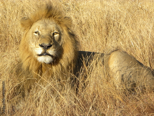 lion in the grass