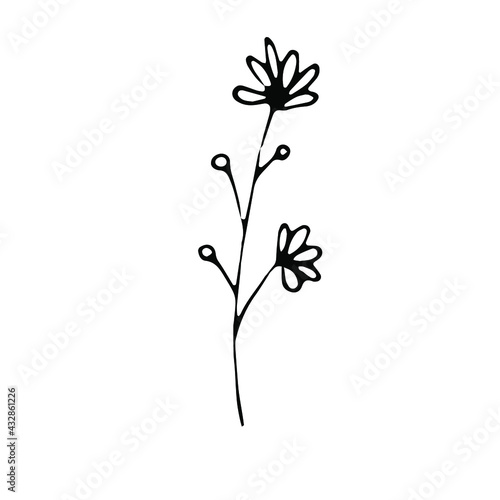 Outline flower. Line art blossom. Spring plant. Summer herb. Digital