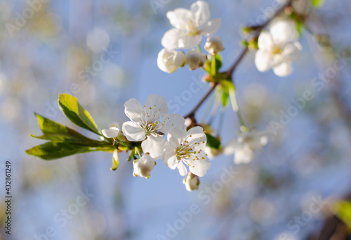 flowers on branches of a cherry tree