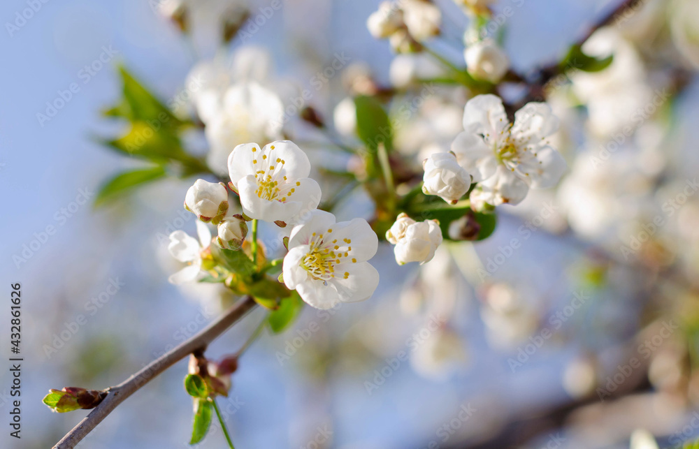 flowers on branches of a cherry tree flowers on branches of a cherry tree