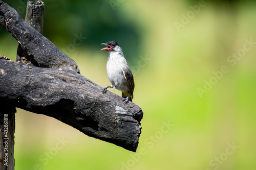 Sooty - headed Bulbul photo