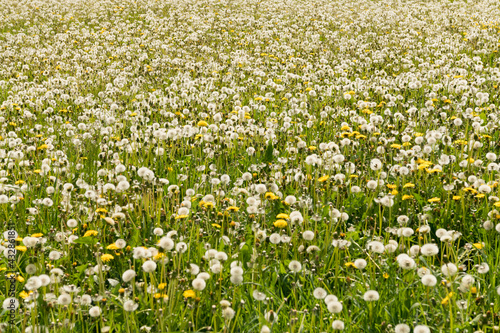 Pusteblumen