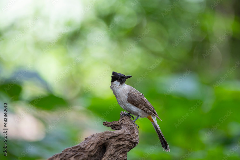 Sooty - headed Bulbul Sooty - headed Bulbul
