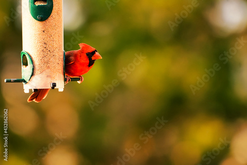 Принти на полотні A beautiful male cardinal perched on a bird feeder.