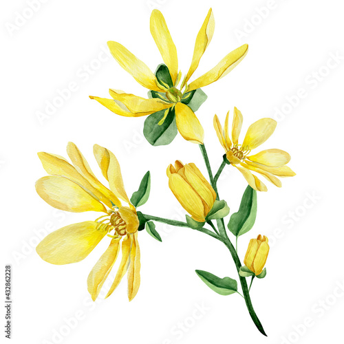 Sprig of watercolor yellow lilies. Template for decorating designs and illustrations.