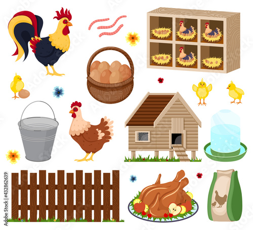 Poultry farm elements set with owner birds barn coop roost chicken meat and eggs. Chicken coop with many chicks