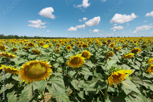 A field of flowers or agroculture of yellow sunflower and blue sky.