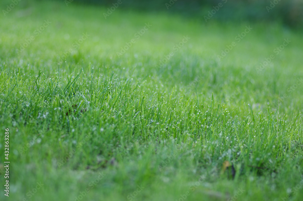 fresh grass with dew drops