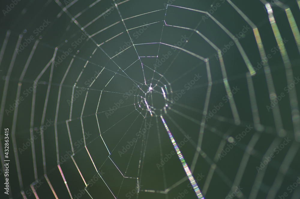 Obraz premium Network cobwebs on the grass