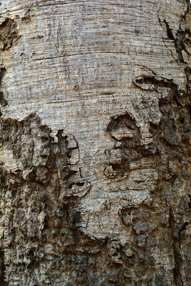 the rough grey skin of old big tree