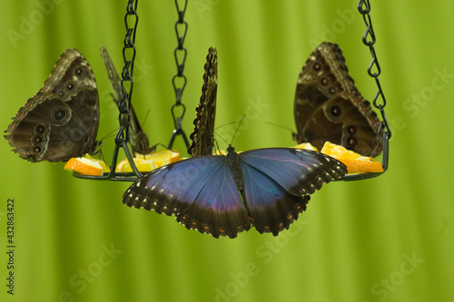 Mariposa Lechuza, Caligo illioneus.