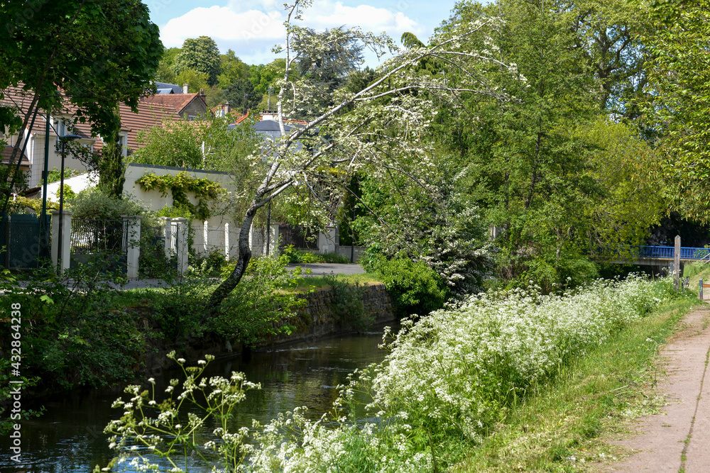 Grande ciguë, Conium maculatum, chemin de randonnée, rivière, L’Orge, Juvisy sur Orge, Essonne, 91