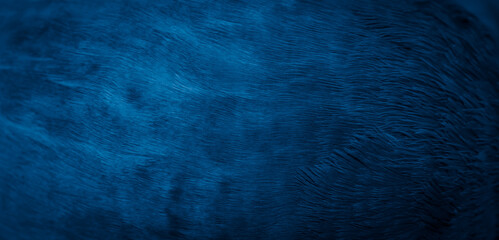 blue feather pigeon macro photo. texture or background
