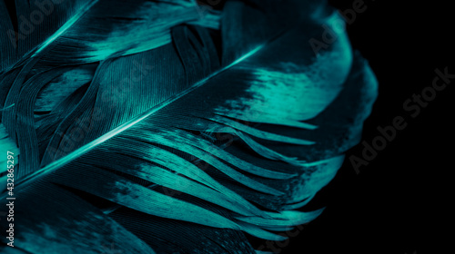 blue and black rooster feathers. background or texture