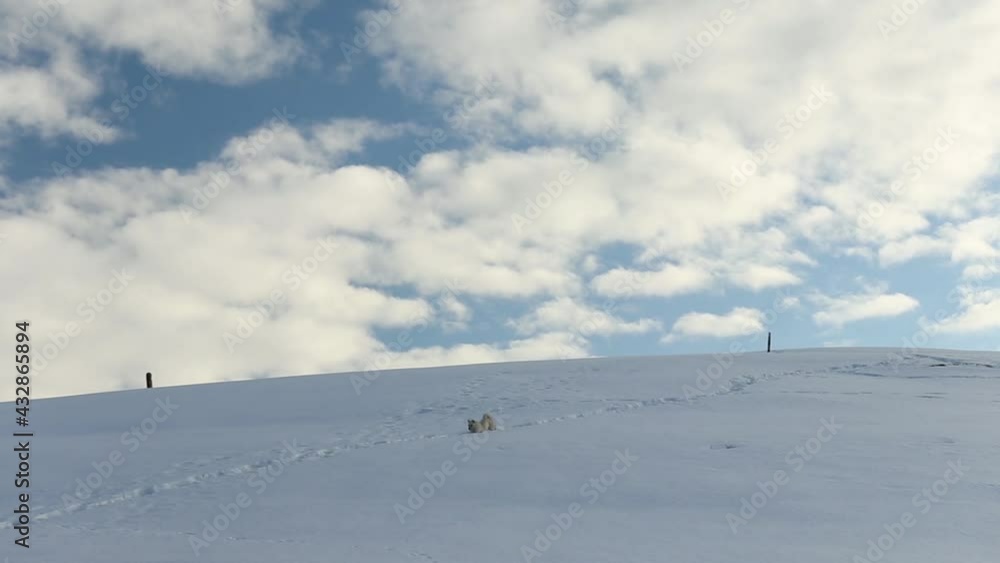 Cute little dog running on snow in the mountains at high altitude Cute little dog running on snow in the mountains at high altitude
