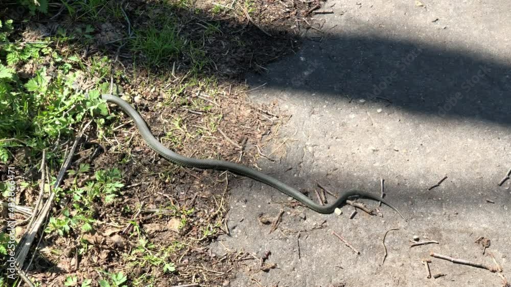 Natrix grass snake crawls across the road in spring forest. Natrix grass snake crawls across the road in spring forest.