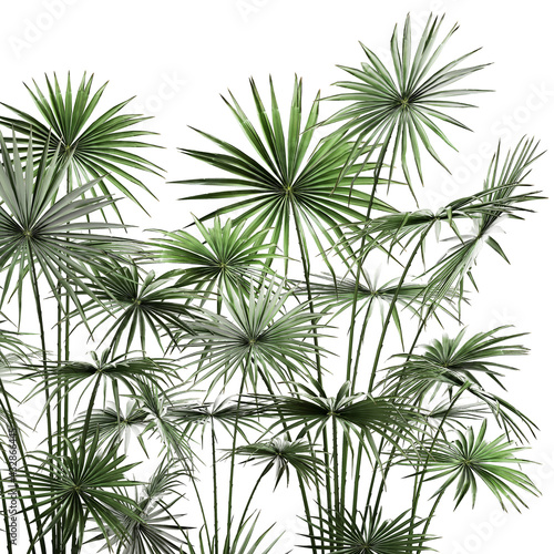 palm trees in a flowerpot on a white background