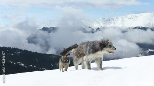 Two cute dogs climb the mountain through the snow