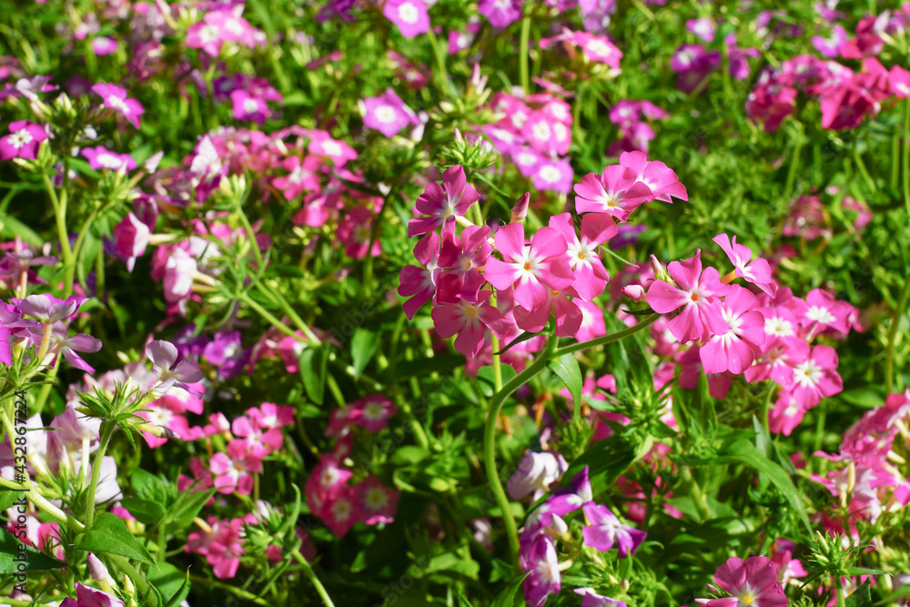 Beautiful colorful pink watercress in a garden.