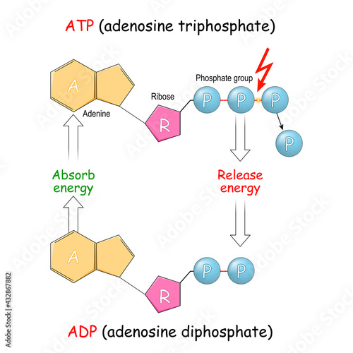 ATP and ADP. Absorb and Release energy into cell. photo