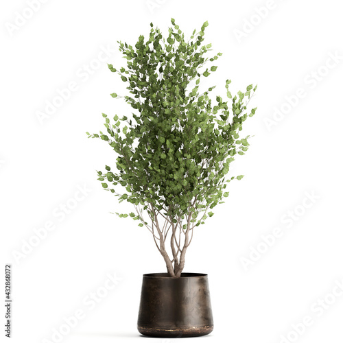 3D illustration of tree in a black pot isolated on white background 