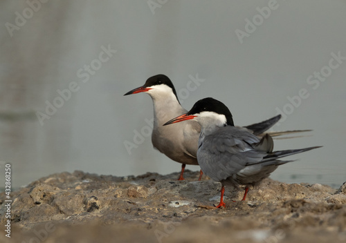 White-cheeked Terns at Asker marsh, Bahrain