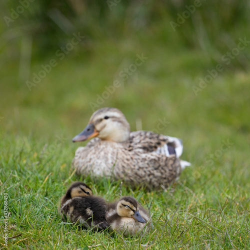 Female Mallard with her ducklings in springtime, North Yorkshire, United Kingdom