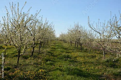 sad wiosną ,sady wiosną , sady śliwkowe , Polskie sady wiosną  , Sad wiosenny , drzewka śliwkowe , kwiaty śliwy kwiaty na drzewach