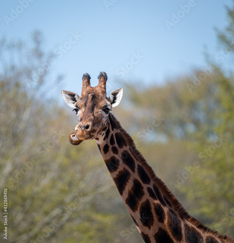 Giraffe at Marwell Zoo