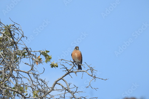 An American Robin perched on a branch in the Chiricahua Mountain wilderness, Cochise County, southeastern Arizona.  photo