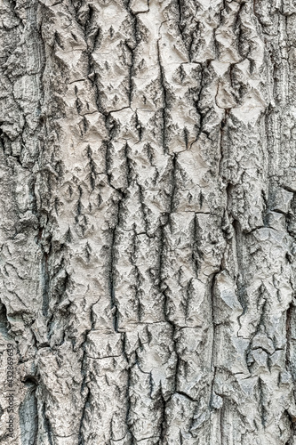 Fototapeta Naklejka Na Ścianę i Meble -  The texture of the bark of a deciduous tree. Natural wooden background.